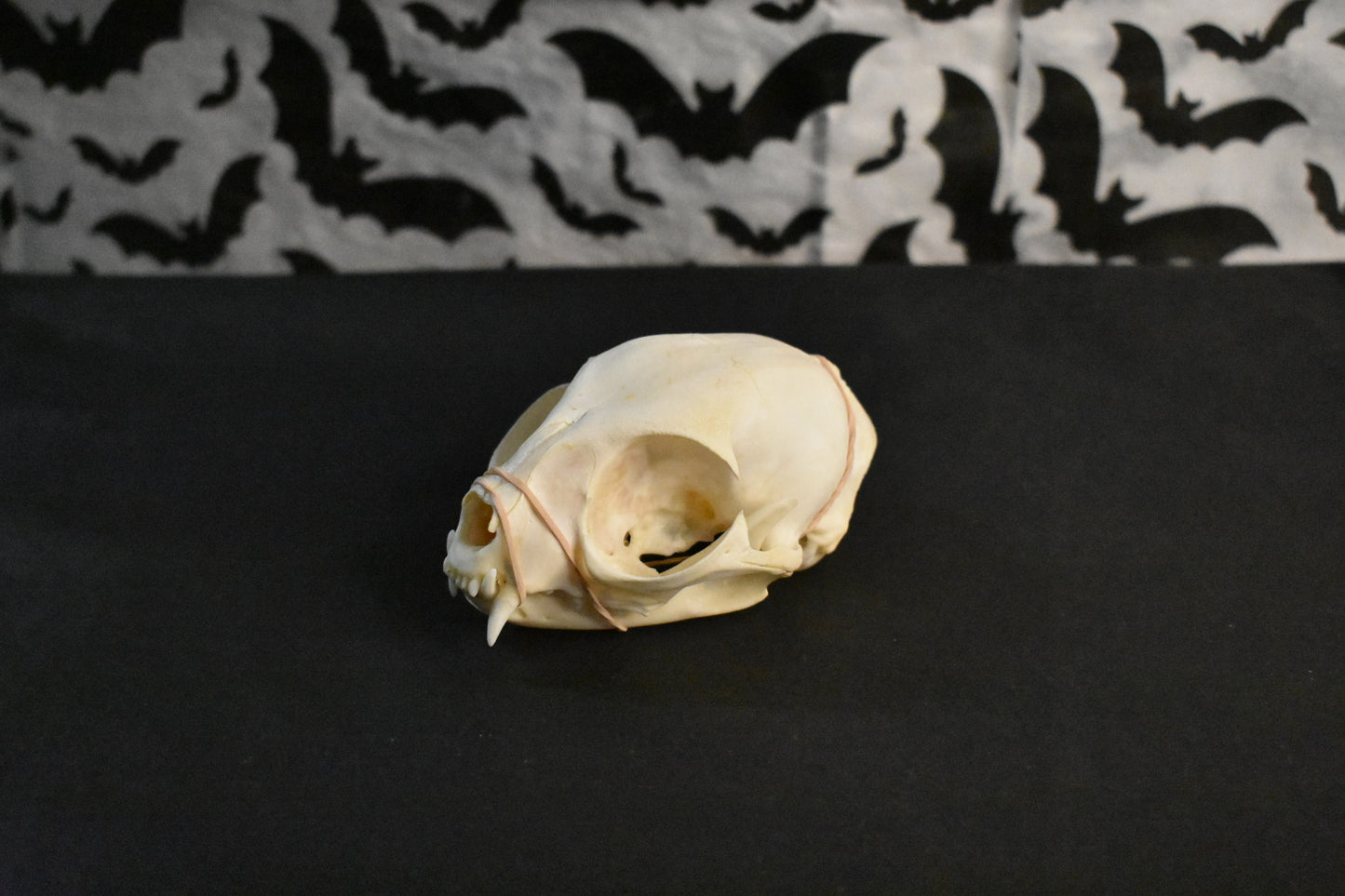 Real Cat Skull