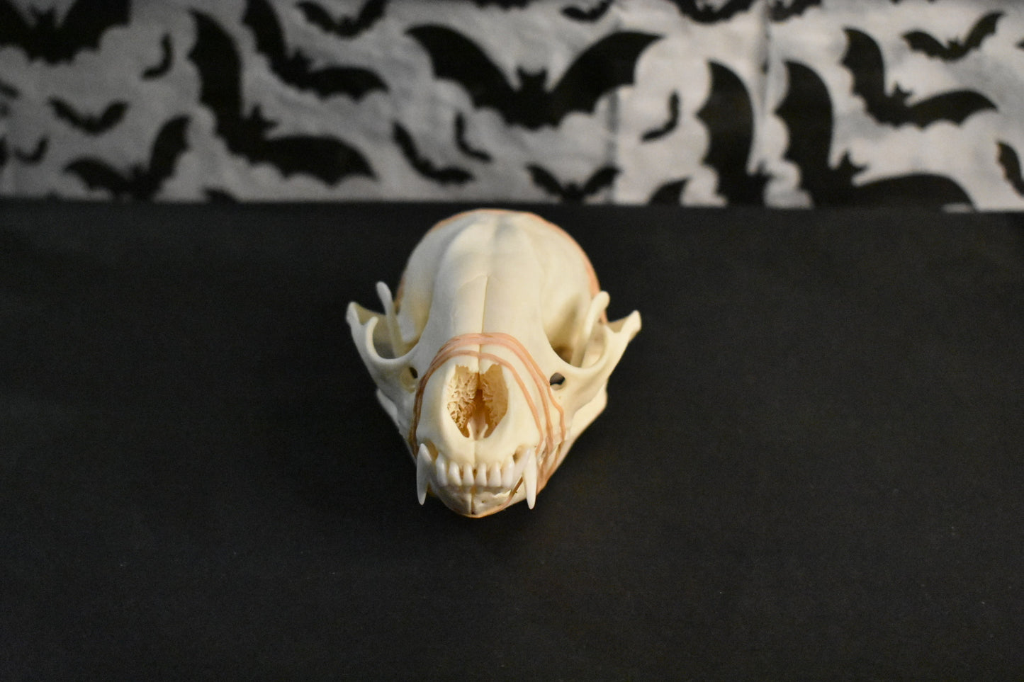 Real Coon Skull