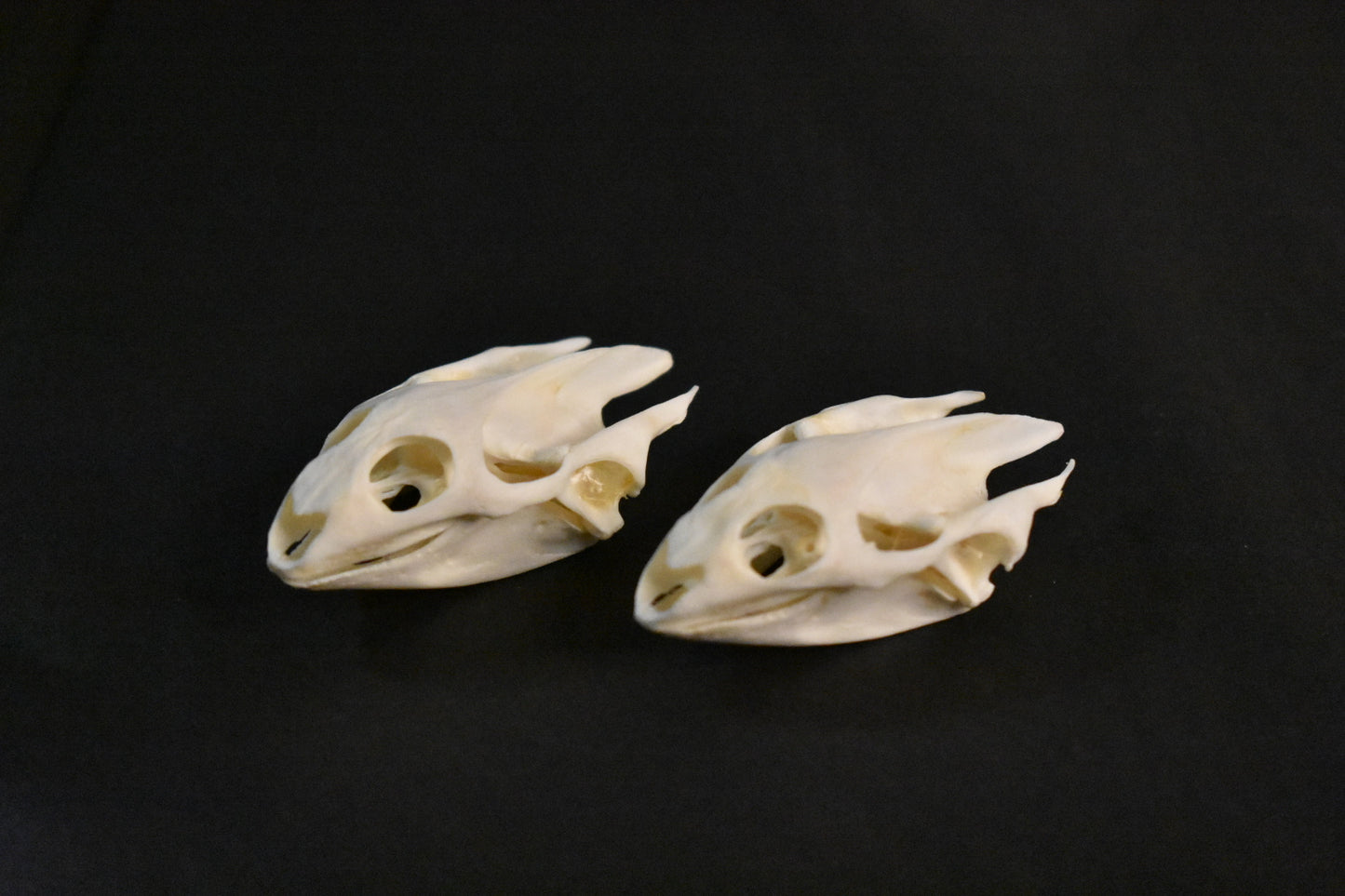 Real Turtle Skull