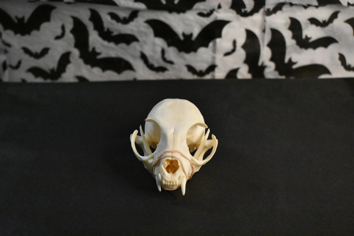 Real Cat Skull