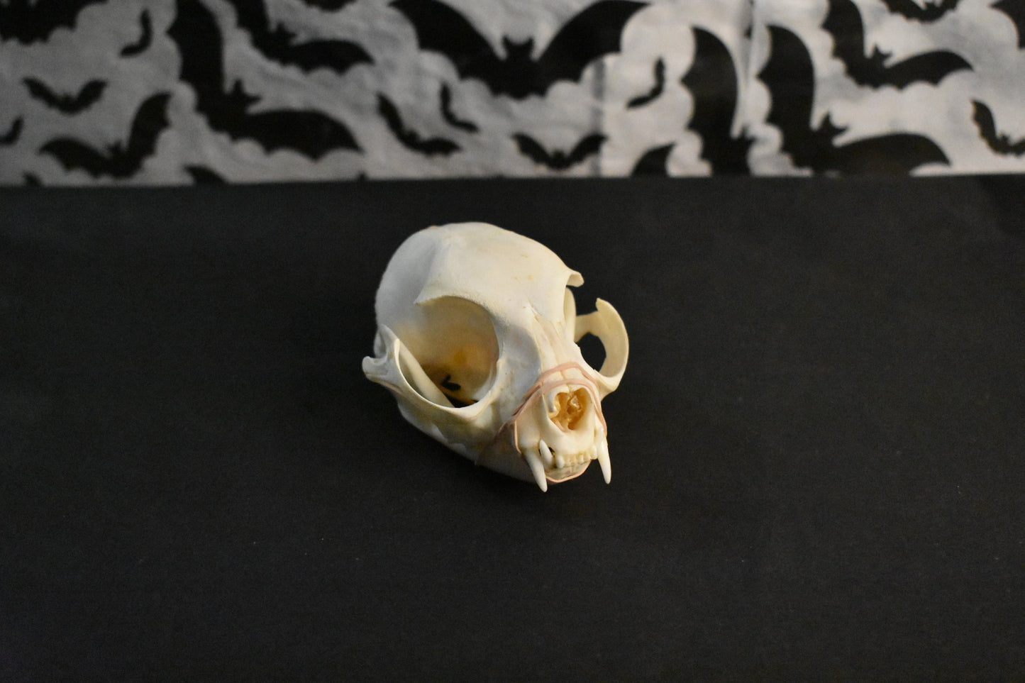 Real Cat Skull